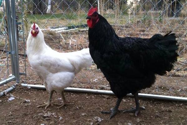 jersey giant chicken breed